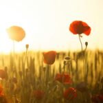 sunset-poppy-backlight-66274-66274.jpg