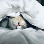 white cat sleeps under white comforter