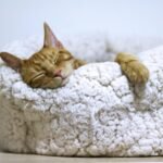 Orange Cat Sleeping on White Bed